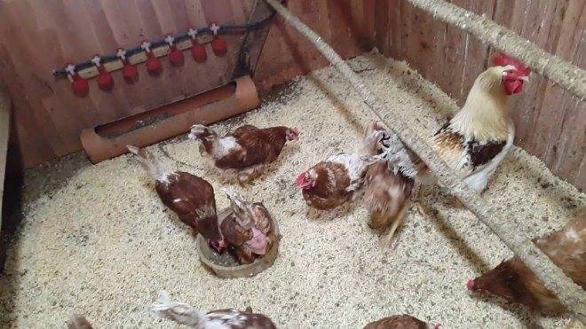 Куриные клещи: фото, разновидности, признаки заражения птиц, как избавиться от вредителя, лечение и профилактика
