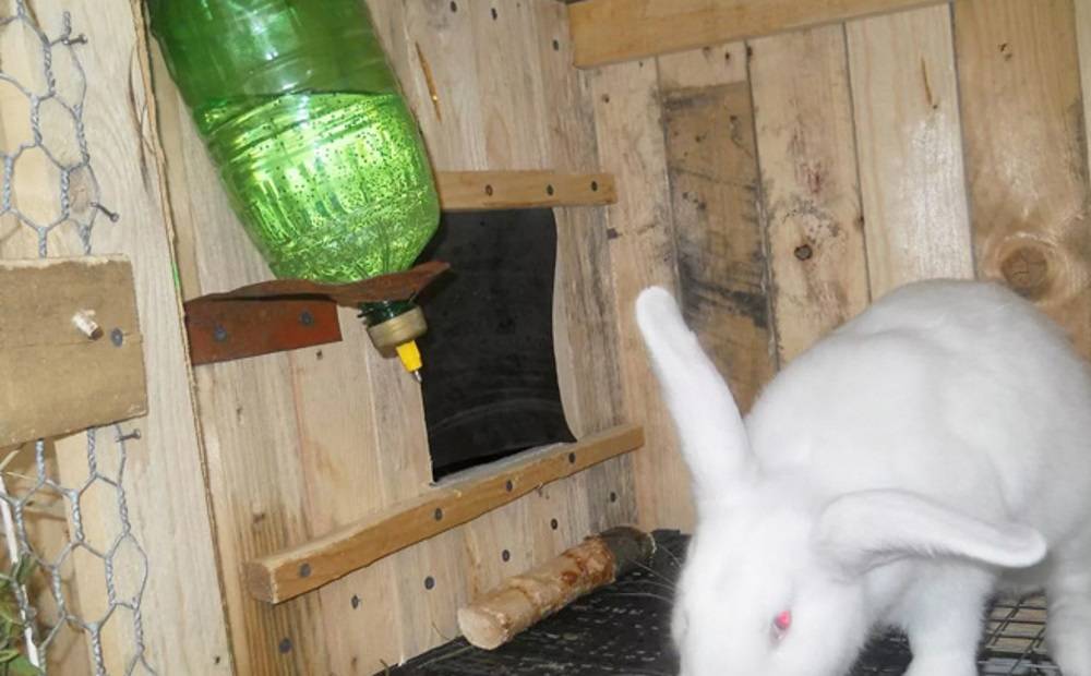 Поилка для кроликов своими руками из пластиковых бутылок. инструкция изготовления вакуумной автопоилки для декоративного питомца в домашних условиях