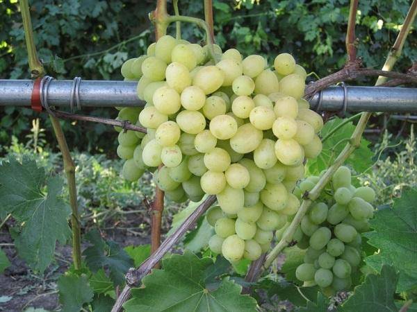 Виноград лора: описание сорта, обрезка винограда лора