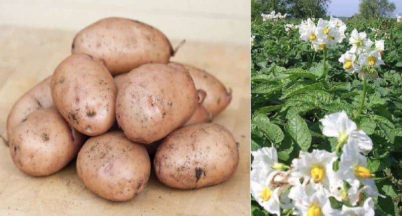 Сорт картофеля жуковский: описание и характеристика, отзывы, фото, выращивание, посадка и уход, показатели урожайности