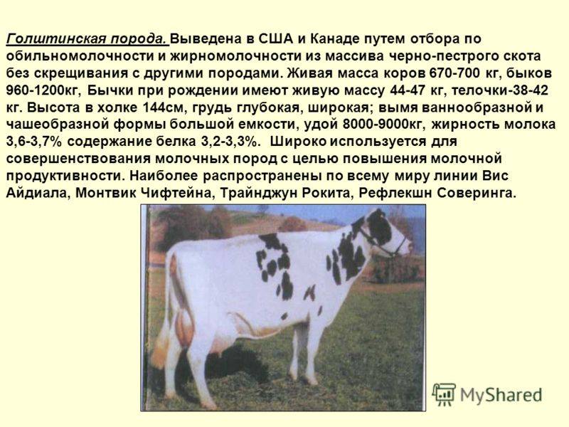 Черно-пестрая порода коров: особенности содержания