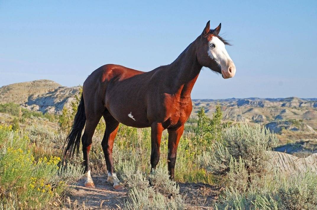 Дикие лошади мустанги — фото и видео, описание, отличия мустанга от лошади, образ жизни. | cельхозпортал