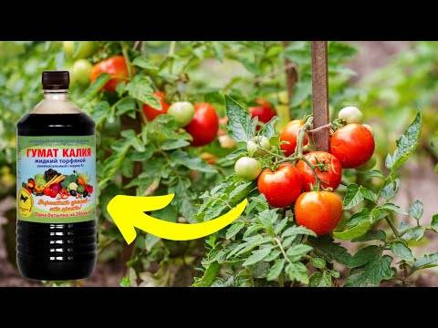Июльская подкормка томатов для хорошего урожая