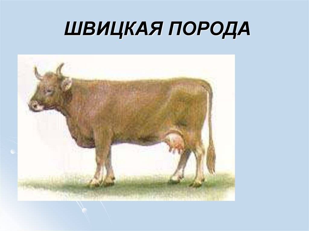 Джерсейская корова — характеристика, уход и кормление, отзывы, перспективы разведения. | cельхозпортал