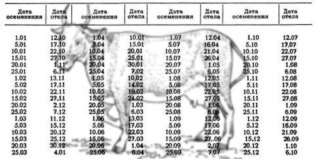 Таблица отёла коров и формула вычисления даты окончания беременности коровы