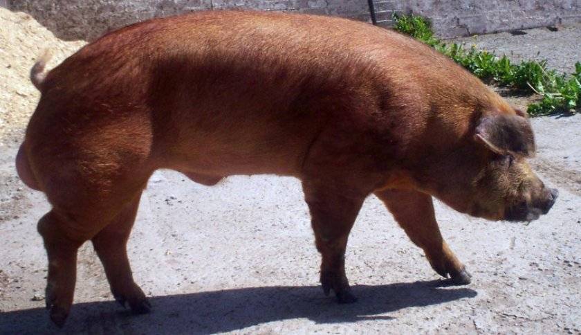Характеристики продуктивности свиней породы дюрок, их размножение