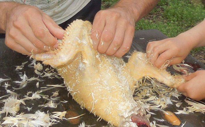 ᐉ как ощипать курицу - ощипывание курицы в домашних условиях - zooon.ru