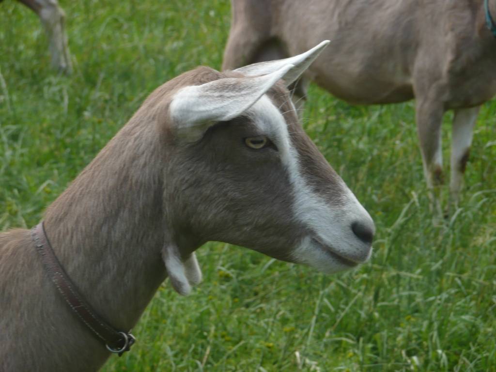 Тоггенбургская коза: описание и характеристики породы, правила содержания