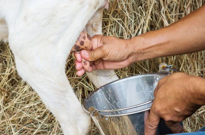 Доение козы своими руками и аппаратным методом: сколько раз в день следует доить после первого окота