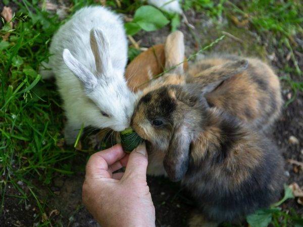 Можно ли давать кроликам огурцы? - домашние наши друзья