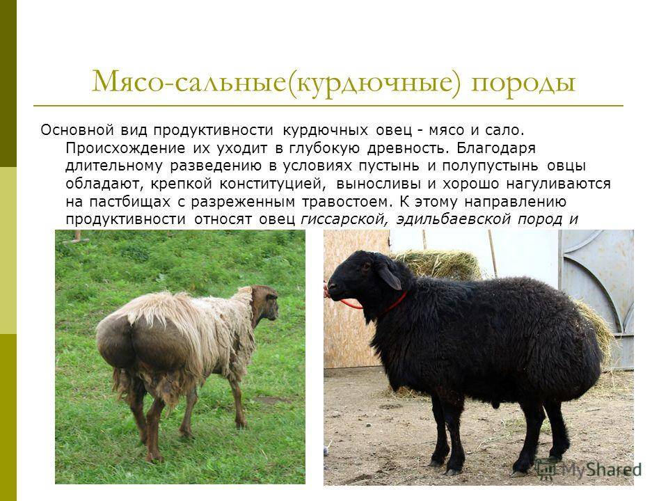 Курдючные породы овец: описание и характеристики