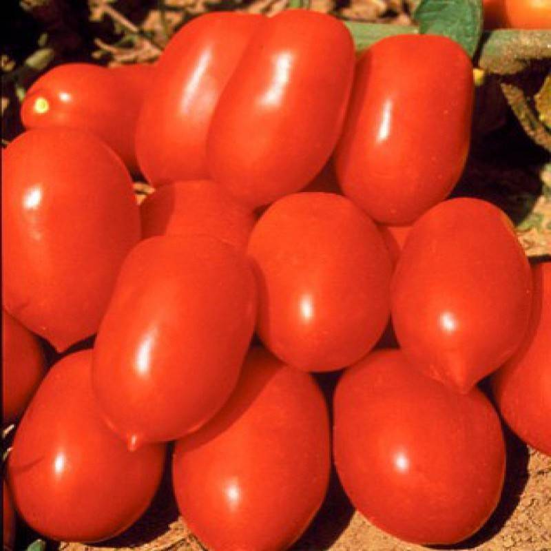 Томата каспар: урожайность сорта и советы по выращиванию