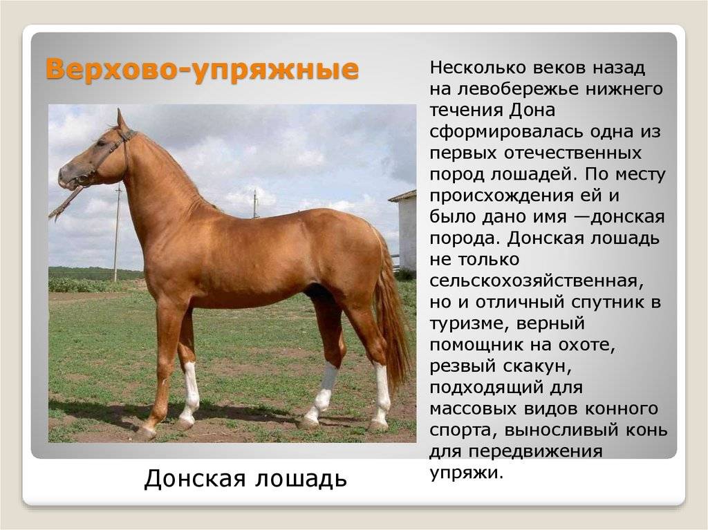 Буденновская порода лошадей