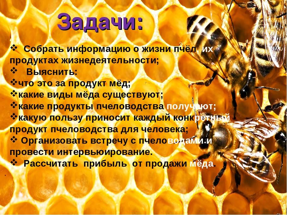 Строение пчелы: внутреннее и внешнее, особенности строения крыльев и глаз,