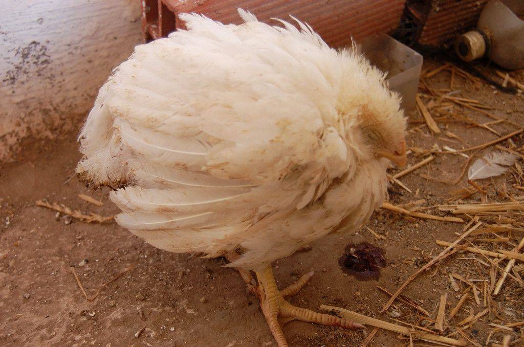 Аспергиллез птиц: симптомы и лечение кур, бройлеров и индюшат