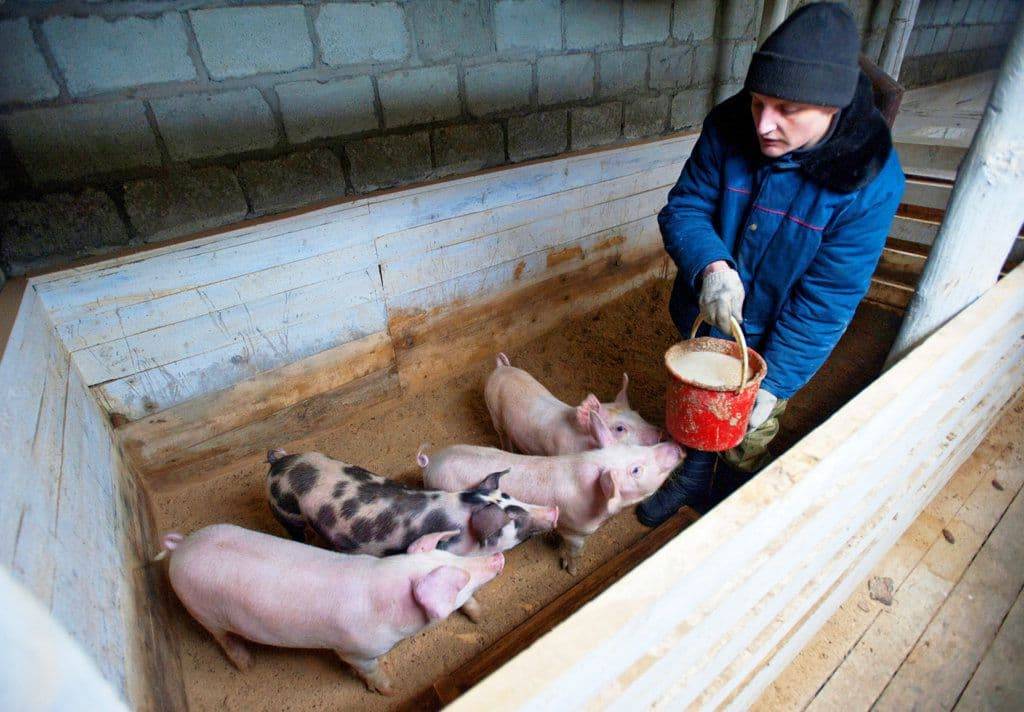 Разведение свиней в домашних условиях: секреты, нюансы