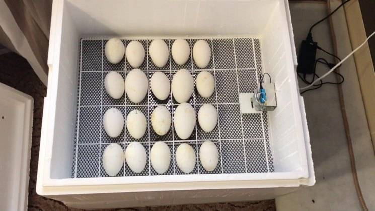 Инкубация гусиных яиц в домашних условиях - режим, температура, правила хранения с таблицей и видео