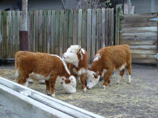 Миниатюрные коровы карликовые коровы