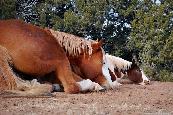 Как спят лошади | «зачем и почему»