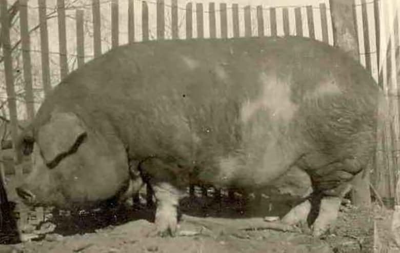 Самые большие свиньи: топ-10 наиболее крупных пород