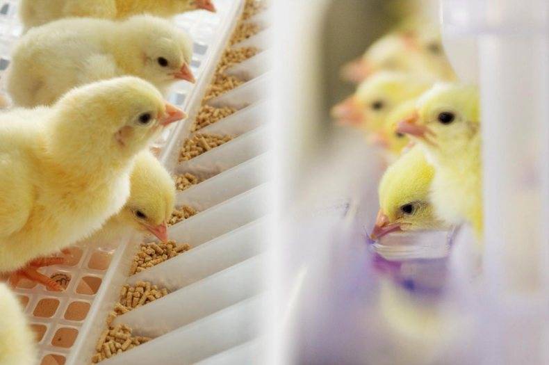 Как вырастить бройлеров: разведение бройлеров в домашних условиях для начинающих, выращивание птицы на мясо