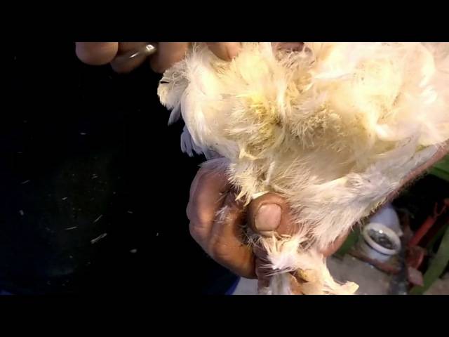 Сколько лет петух может оплодотворять курицу