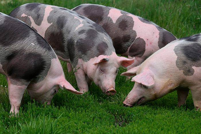 Свиньи пьетрен: описание породы, характеристика