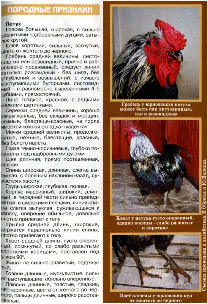 Порода кур юрловская голосистая: описание, фото, видео, условия содержания, отзывы