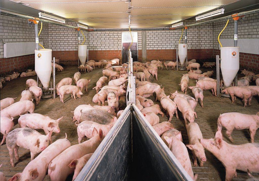 Разведение свиней в домашних условиях для начинающих