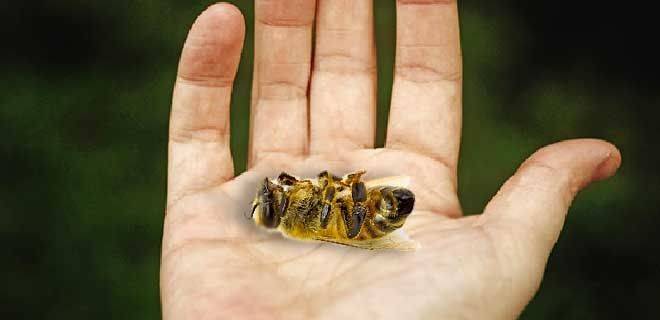 Инфекционные и вирусные болезни пчел — признаки и лечение