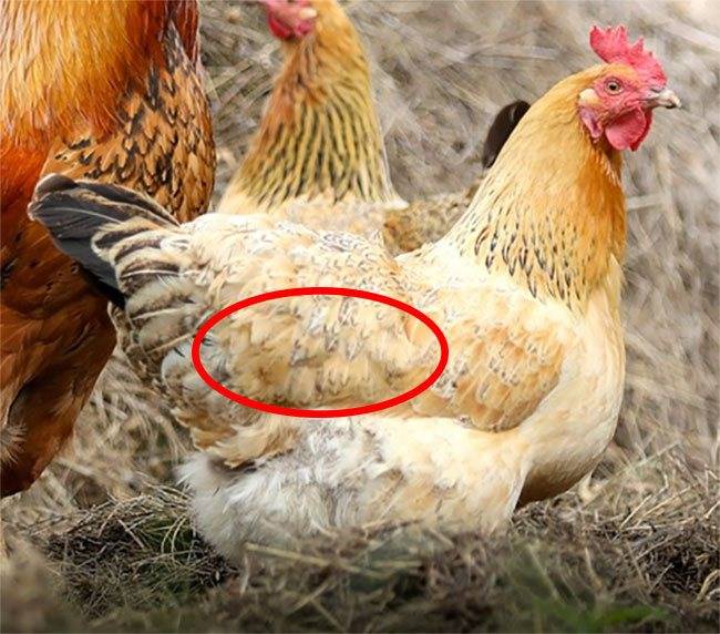 Как определить возраст курицы несушки, как узнать возраст петуха