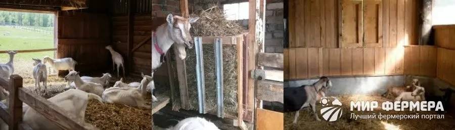 Сарай для содержания коз в домашних условиях