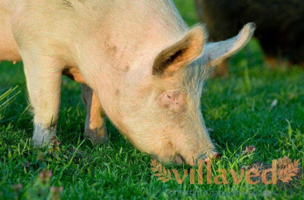 Порода свиней йоркшир: описание и характеристики