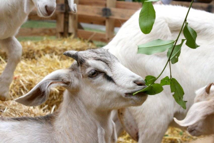 Кормление коз - чем кормить козу зимой и летом, чтобы было больше молока 2021
