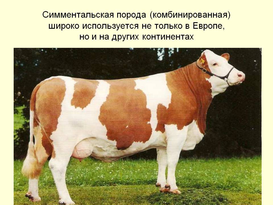 Коровы молочных пород