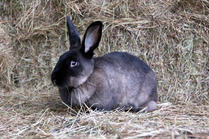 Все о бельгийских кроликах фландерах: особенности телосложения и содержание