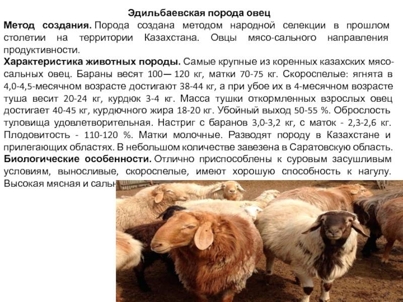 Куйбышевская порода овец - описание содержание и разведение