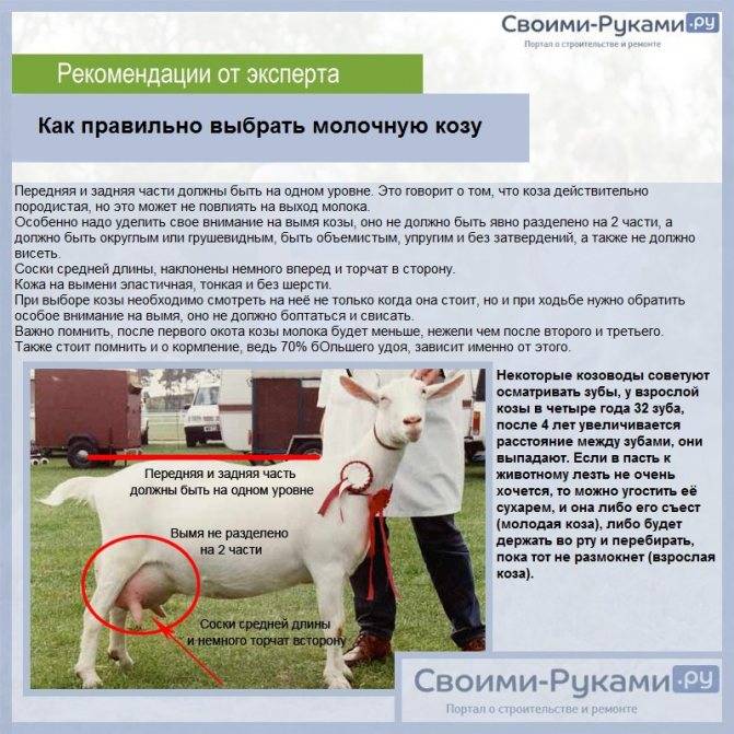ᐉ бурские козы - описание породы, характеристики продуктивности - zooon.ru