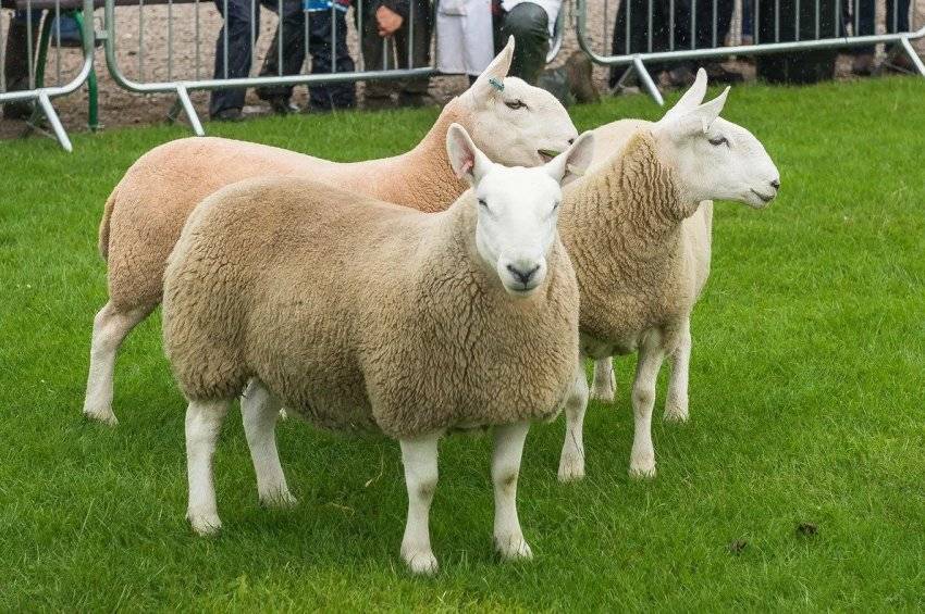 Катумские овцы: описание, продуктивность и достоинства породы