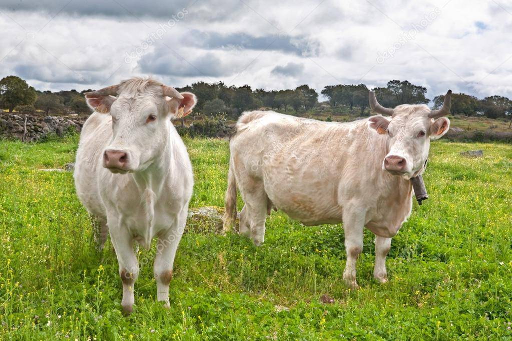 Порода коров шароле: описание, характеристика, отзывы, фото