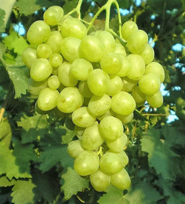 Особенности посадки и выращивания сверхраннего винограда сорта супер экстра