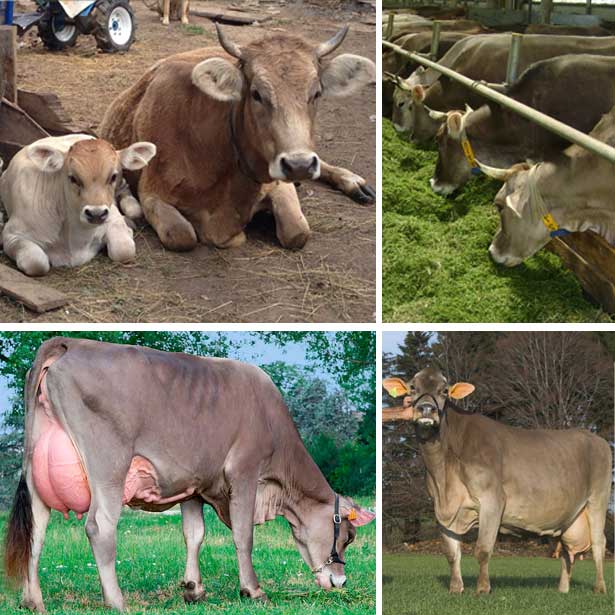 Швицкая порода коров: характеристика, плюсы и минусы содержания