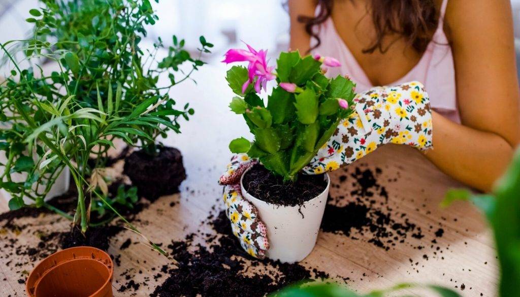 Секреты цветовода: где, как, когда посадить луковичные цветы? | fermers.ru