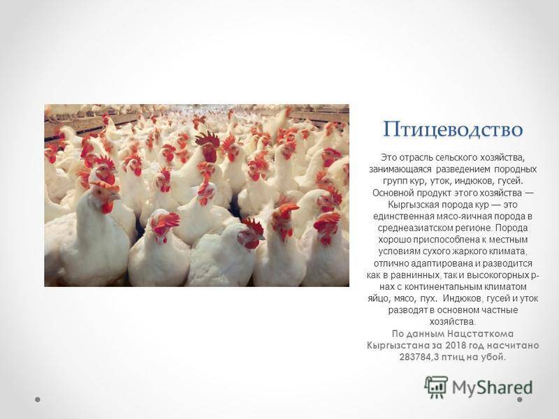 Современное птицеводство в россии: история, перспективы