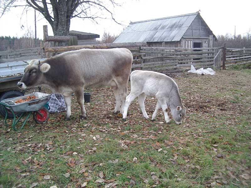 Характерные особенности разведения костромской породы коров