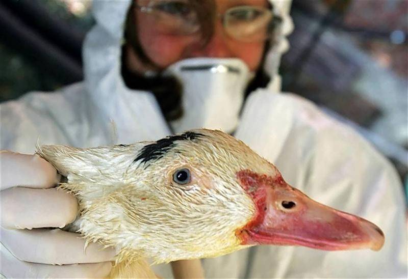 Как определить и вылечить птичий грипп у кур?