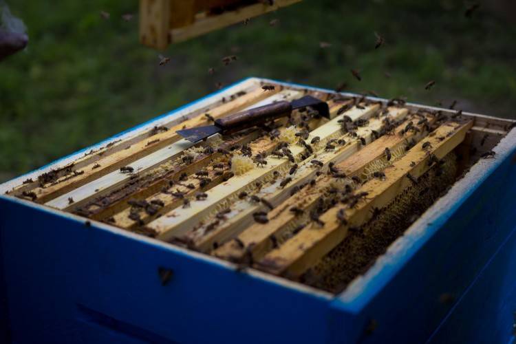 Разведение пчел для начинающих: с чего начать, советы и правила