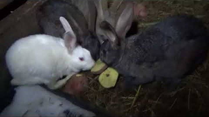 Как поить кроликов зимой?
