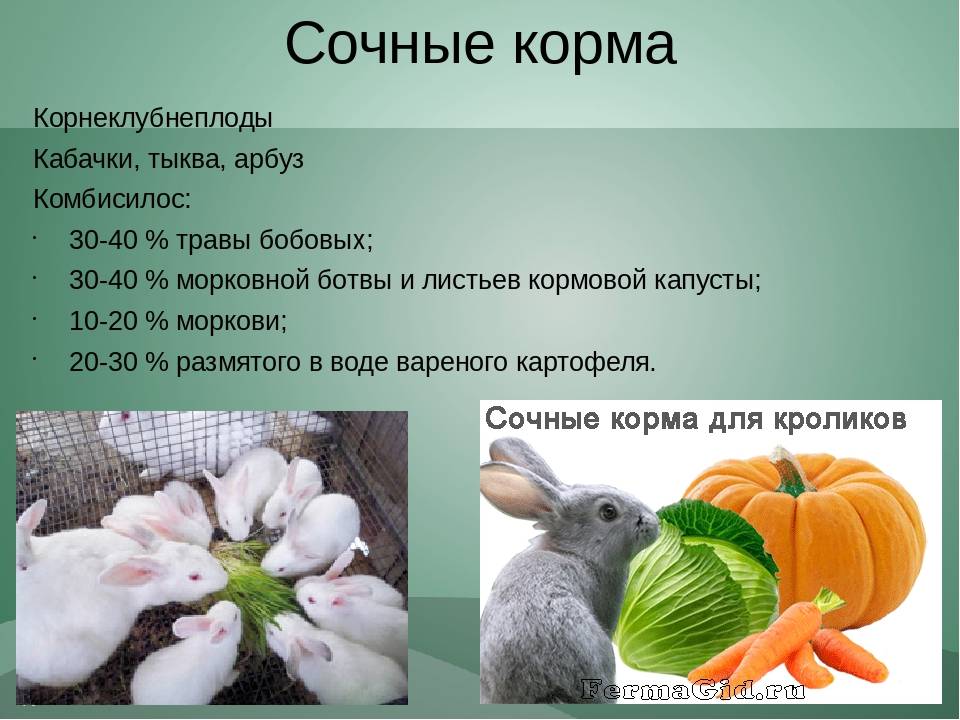 Правила кормления молодняка кроликов