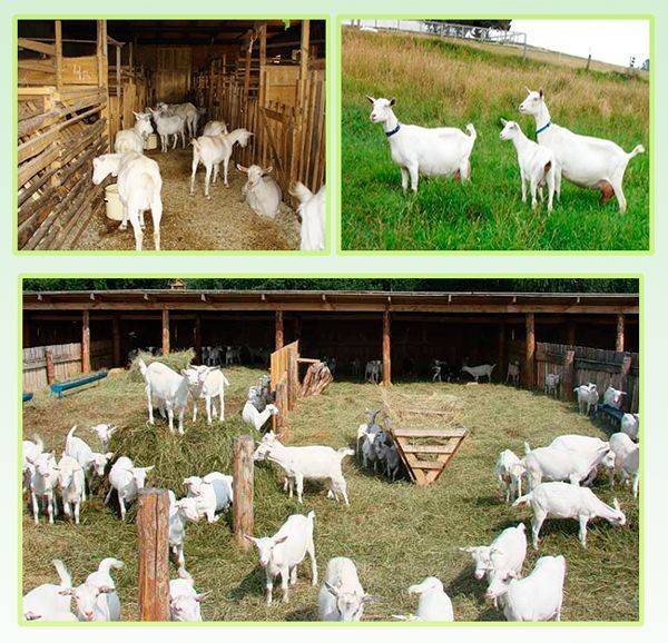 Особенности содержания коз на частном подворье